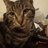 Foto del gato perdido en Mulhouse