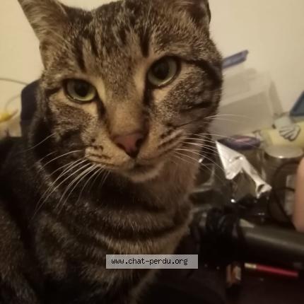 Foto 1/1 Rocco Chat perdido en Mulhouse