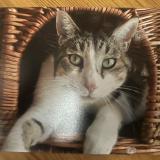 Foto del gato perdido en La Flotte En Re