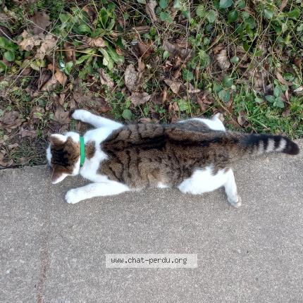 Foto 1/1 Gato encontrado Encontrado en Liege