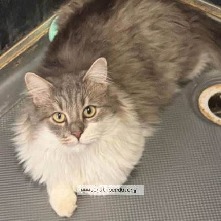 Foto 1/1 Poutchi Chat perdido en Mouscron