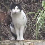 Foto de gato encontrado en Nimes
