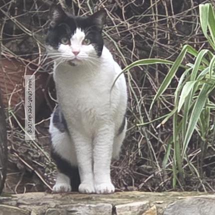 Foto 1/1 Gato encontrado Encontrado en Nimes