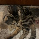 Foto de gato encontrado en Le Pre Saint Gervais