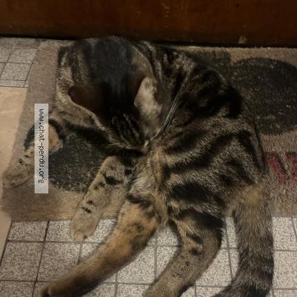 Foto 1/1 Gato encontrado Encontrado en Le pre saint gervais