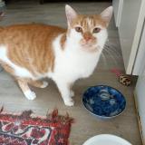 Foto del gato perdido en Clery En Vexin