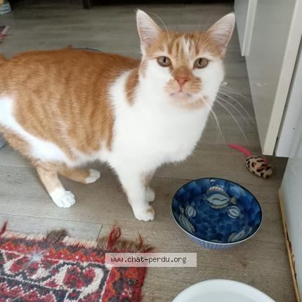 Foto 1/1 Gato encontrado Perdido en Clery en vexin