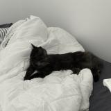 Foto de gato encontrado en Drancy