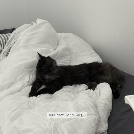 Foto 1/1 Gato encontrado Encontrado en Drancy