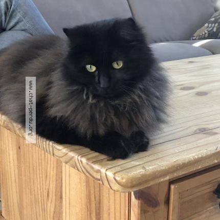 Foto 1/1 Shiva Chat perdido en Salans