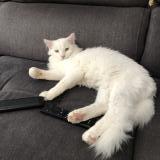 Foto del gato perdido en St Jean Sur Mayenne