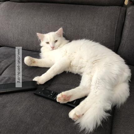 Foto 1/1 Hermès Chat perdido en St jean sur mayenne