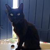 Foto del gato perdido en Villedoux