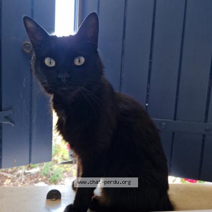 Foto 1/1 Sakura Chat perdido en Villedoux
