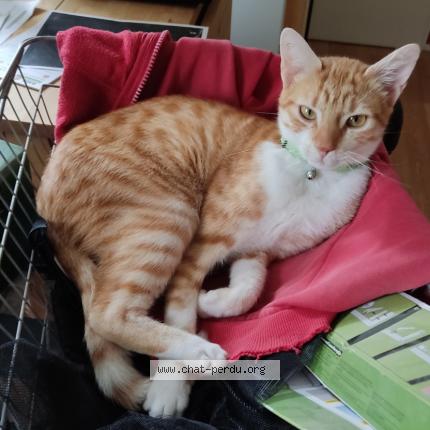 Foto 3/3 L&eacute;on Chat perdido en Orbigny