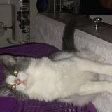 Foto del gato perdido en Fresno