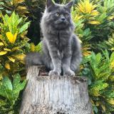 Foto del gato perdido en Coimbatore