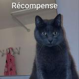 Foto del gato perdido en Roubaix