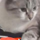 Foto del gato perdido en Coueron