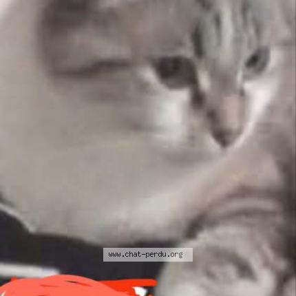 Foto 1/1 snow Chat perdido en Coueron