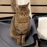 Foto del gato perdido en Cannes