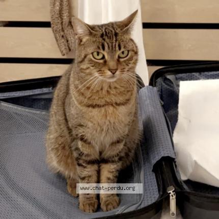 Foto 1/1 Candy Chat perdido en Cannes