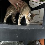 Foto de gato encontrado en Rieux Minervois