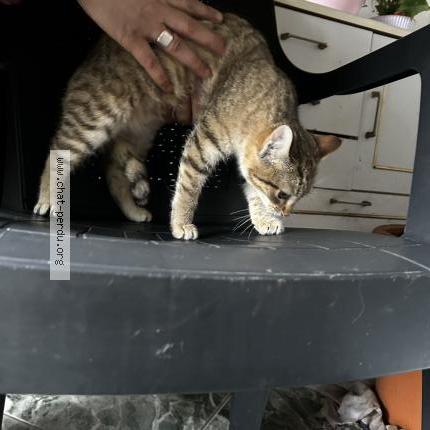 Foto 1/1 Gato encontrado Encontrado en Rieux minervois