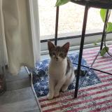 Foto del gato perdido en Bruille Saint Amand