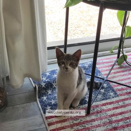 Foto 1/1 Berlioz Chat perdido en Bruille saint amand