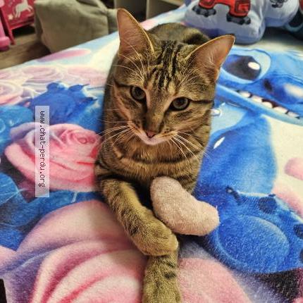 Foto 1/1 Tigrou Chat perdido en Nancy