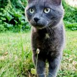 Foto de un gato reunido en Petit Bourg