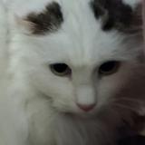 Foto de gato encontrado en Villefranche De Rouergue