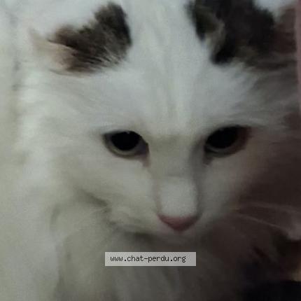 Foto 1/1 Gato encontrado Encontrado en Villefranche de rouergue