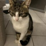 Foto del gato perdido en Longperrier