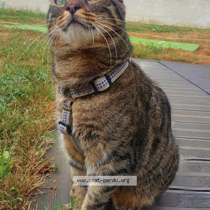 Foto 1/1 Pancho Chat perdido en Chevigny en valiere