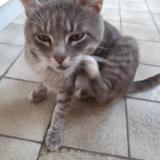 Foto del gato perdido en Boulogne Sur Mer