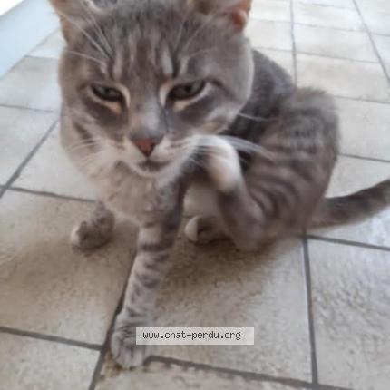 Foto 1/1 Salem Chat perdido en Boulogne sur mer