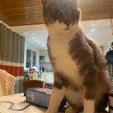 Foto del gato perdido en Bourgbarre