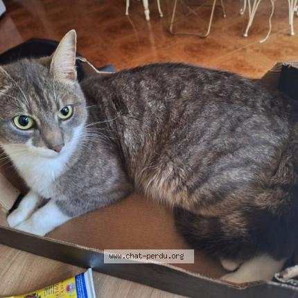 Foto 2/2 NABOO Chat perdido en Bourgbarre