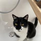 Foto del gato perdido en Grugnay Chamoson