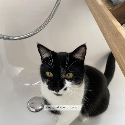 Foto 1/1 Piou Chat perdido en Grugnay chamoson