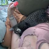 Foto del gato perdido en Spartanburg