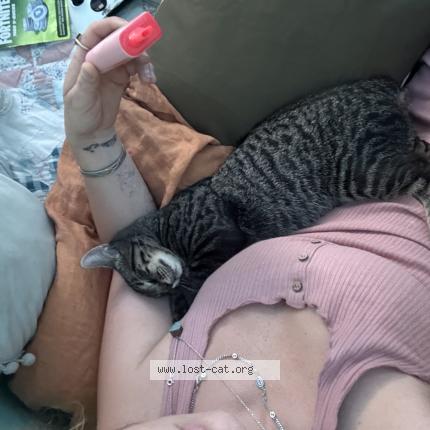 Foto 1/1 Slip Chat perdido en Spartanburg