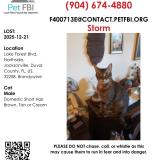 Foto del gato perdido en Jacksonville