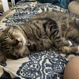 Foto del gato perdido en Kuna