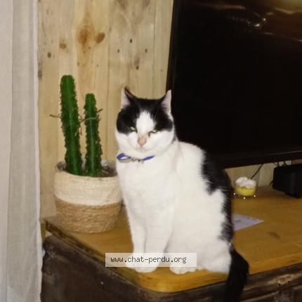 Foto 1/1 Gato encontrado Encontrado en Caderousse