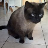 Foto del gato perdido en Esquiule