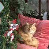 Foto de gato encontrado en Loyes Sur Arnon