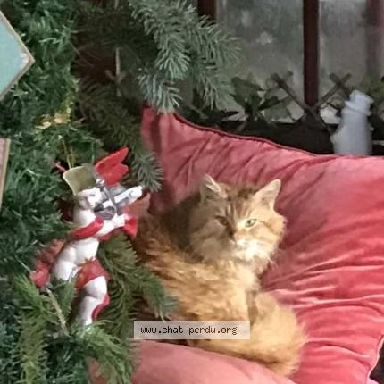 Foto 1/1 Gato encontrado Encontrado en Loyes sur arnon